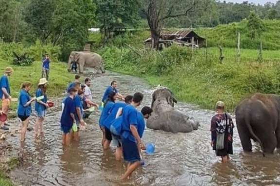 People bathing elephants in a shallow river with lush greenery around.