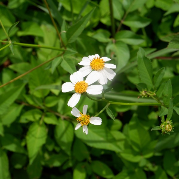 White flowers with yellow centers among green foliage.