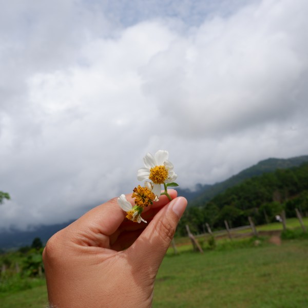 Hand holding small flowers against cloudy sky and green landscape.