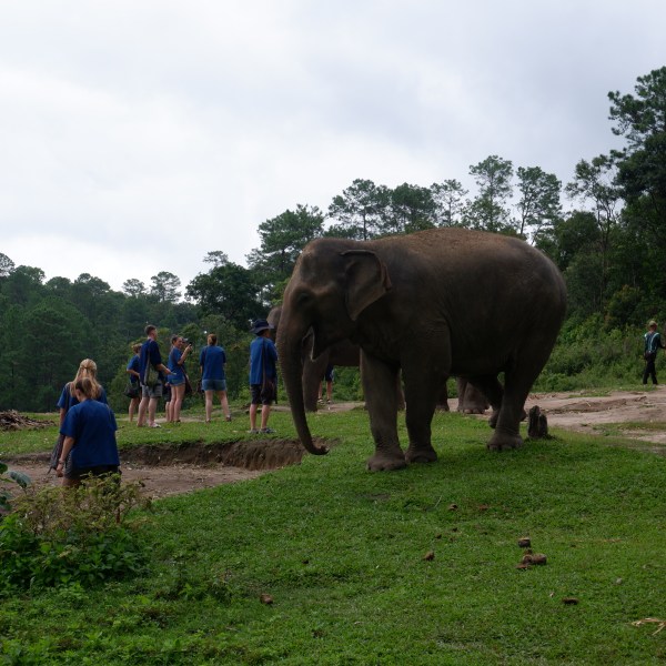 Group of people near elephants in a grassy area with trees in the background.
