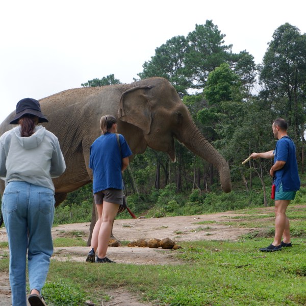 People observe a large elephant in a grassy, wooded area.