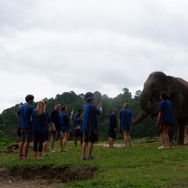 Group of people observing elephants in a grassy area.