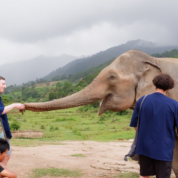 People interacting with an elephant in a grassy field.