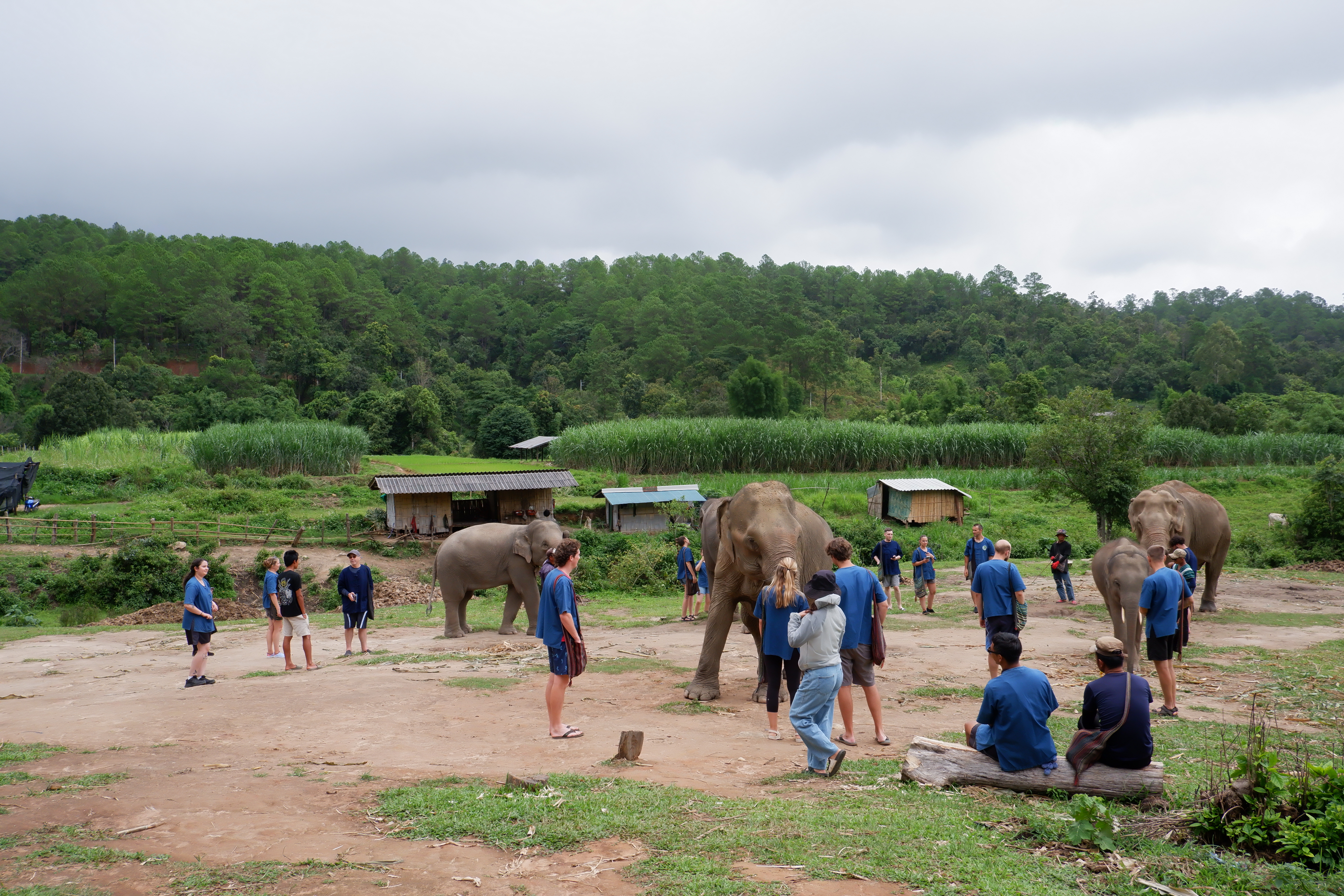 Visitors interacting with elephants at an elephant sanctuary in Chiang Mai surrounded by green mountains