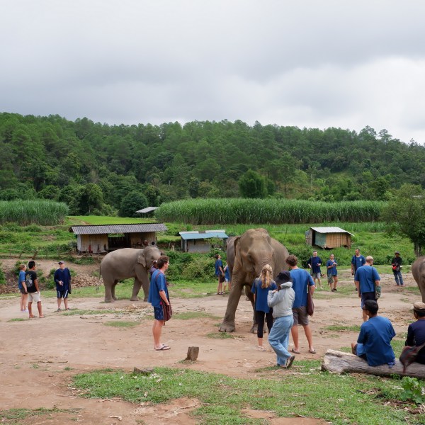 People interacting with elephants in a grassy field near trees and small huts.