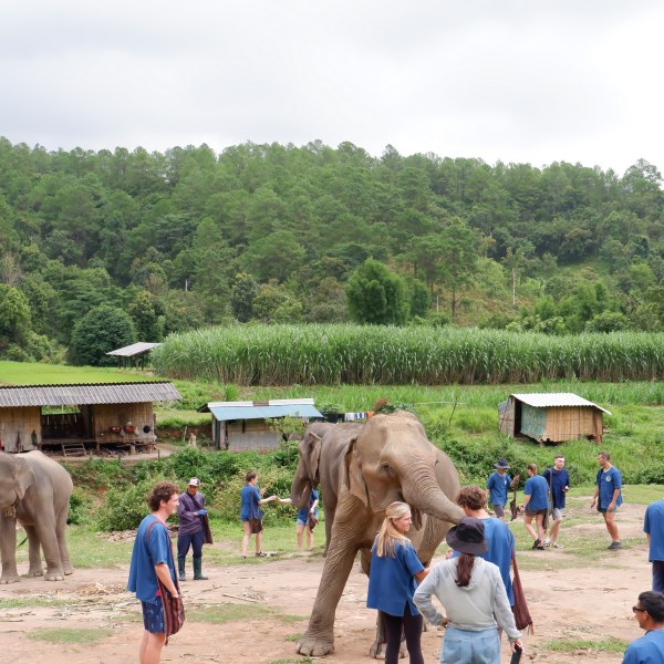 People interact with elephants in a green forest area with huts.