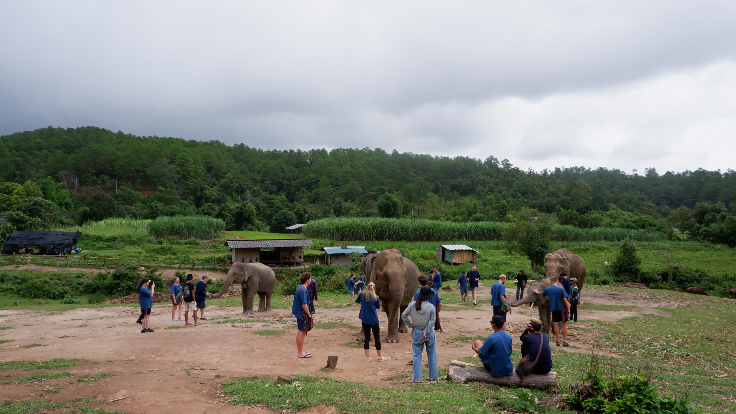 Group of people interacting with elephants in a grassy, rural area.