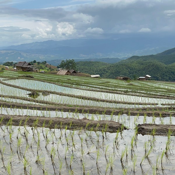 Terraced rice fields with huts and hills in the background under a cloudy sky.