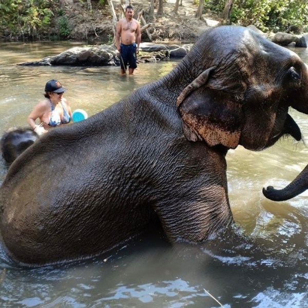 People bathing an elephant in a river with trees in the background.
