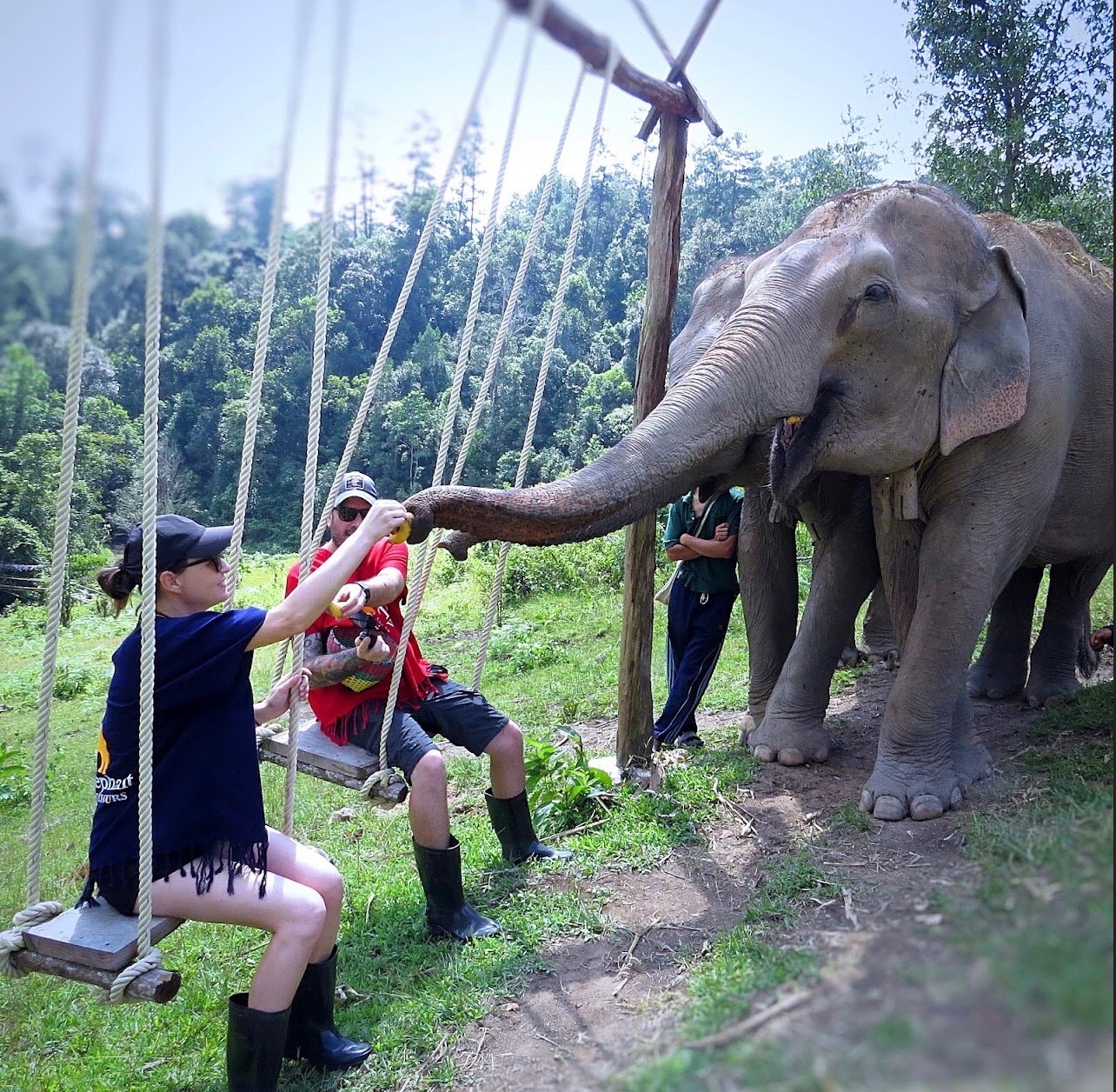Tourists feeding an elephant while sitting on wooden swings at an elephant sanctuary