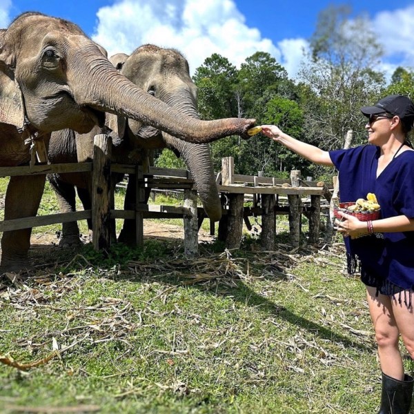 Person feeds two elephants behind a wooden fence in a grassy area under a blue sky.