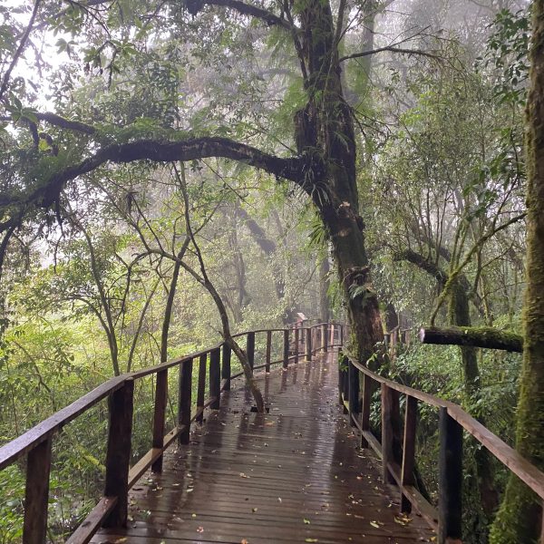 Wooden walkway in misty forest with tall trees and green foliage.