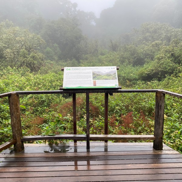 Wooden deck with informational sign overlooking misty, lush green forest.