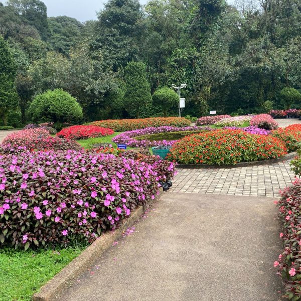 Colorful garden with a winding path and various flowers.